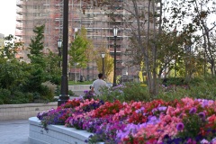 temple_square_flowers_16