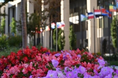 temple_square_flowers_18