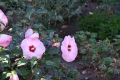 temple_square_flowers_2